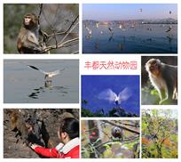 丰都天然动物园