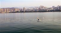 江岸新城