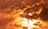 霞光映空