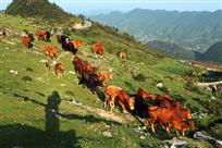 高山牧场