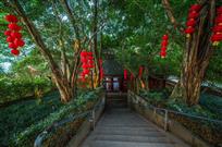 密林深处