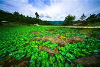 《高山蔬菜.石缝里的经济》