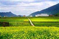 春到坝周