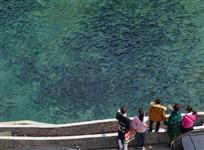 鱼翔浅底