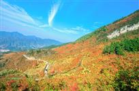 《火棘红满山》