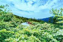 《火棘花开五月中》
