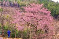 《野生樱花树》