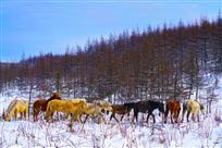 群马戏雪