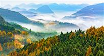《云雾下的七彩林》