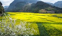 《暨龙油菜花》