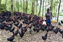 林下养殖效益高