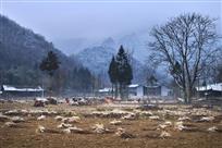 《严冬屋白驹无寒》