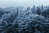 《雪玉雾凇》