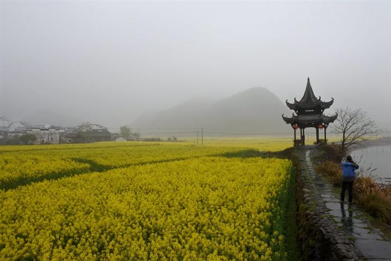 如画田园高路亭  作品描述:   拍摄地点: 石台县七都镇高路亭村