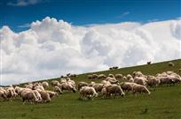 白云下的羊群
