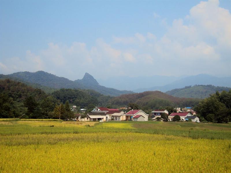 名称: 稻子黄了  作品描述:   拍摄地点: 安徽省青阳县陵阳镇梅山村