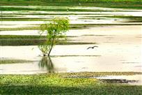 水中那棵树