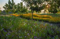 夕照格桑花