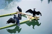 清水河上的魚鹰