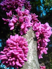 拍摄效果很好的紫荆树花