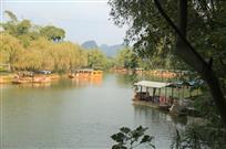 古渡金柳如新娘