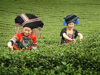 壮家姑娘采茶忙