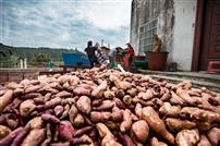 上林米粉享誉八桂