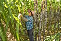 幸福的日子节节高