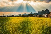 遍地金黄菜花香