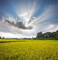 秋意浓浓遍地金