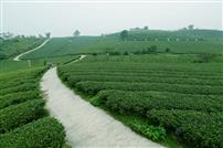 万古茶园美（组照）