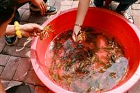 《云里小龙虾》