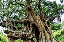 上林的老树