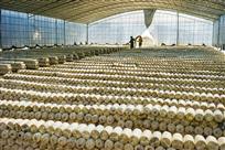 规模化生产蘑菇