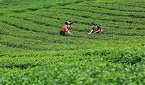 茶园丽影