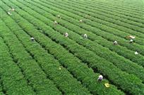 《白圩茶场劳作忙》