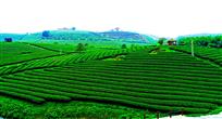 万古茶园飘向四海（组照1-7）