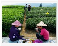 茶乡午餐