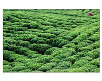 满园香茶采不尽