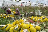 瓜果产业致富路（组照5幅）