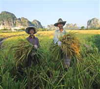 丰收剪影 组照8幅