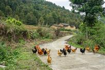 《放养农家鸡》