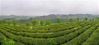 《大明山茶场万古分场》