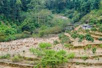 《果林养鸡》（组照）