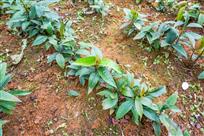 《云姚谷黑老虎育苗基地》（组照）