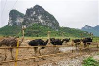 《云姚谷驼鸟养殖基地》（组照）