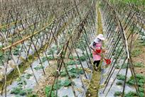 瓜棚架下护苗忙