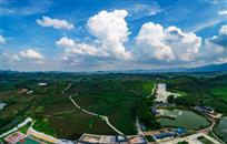 《万古有机茶园》