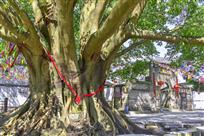 古树名镇故事多