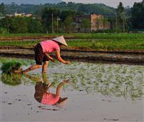《手把青秧插满田》